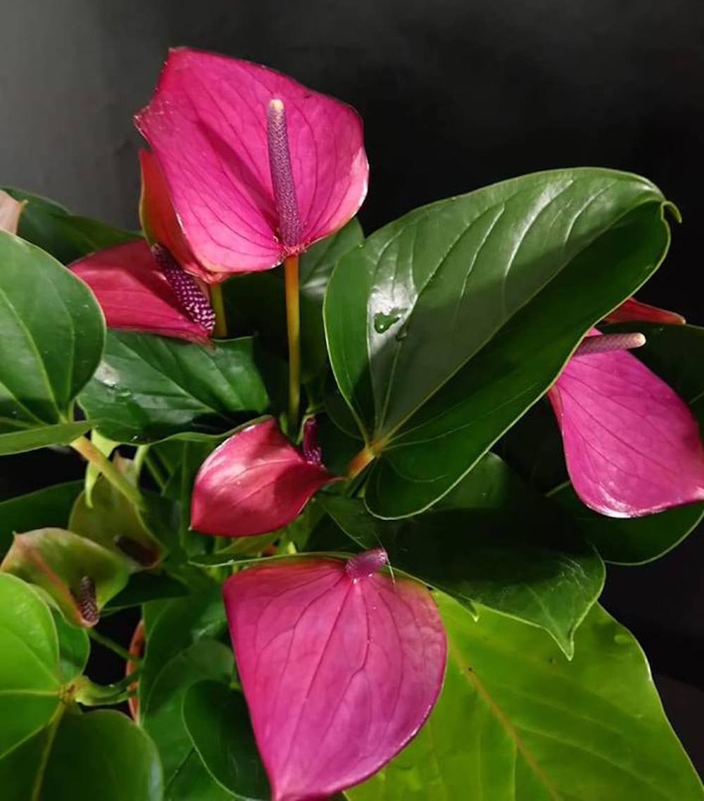 anthurium amalia Anthurium Princess Amalia Purple