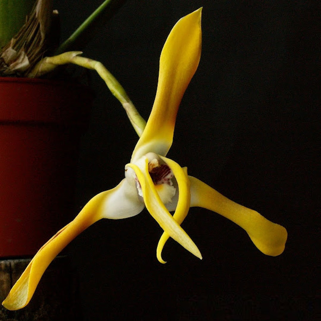 Orhidee Maxillaria Triloris parfumata online, la un pret special.