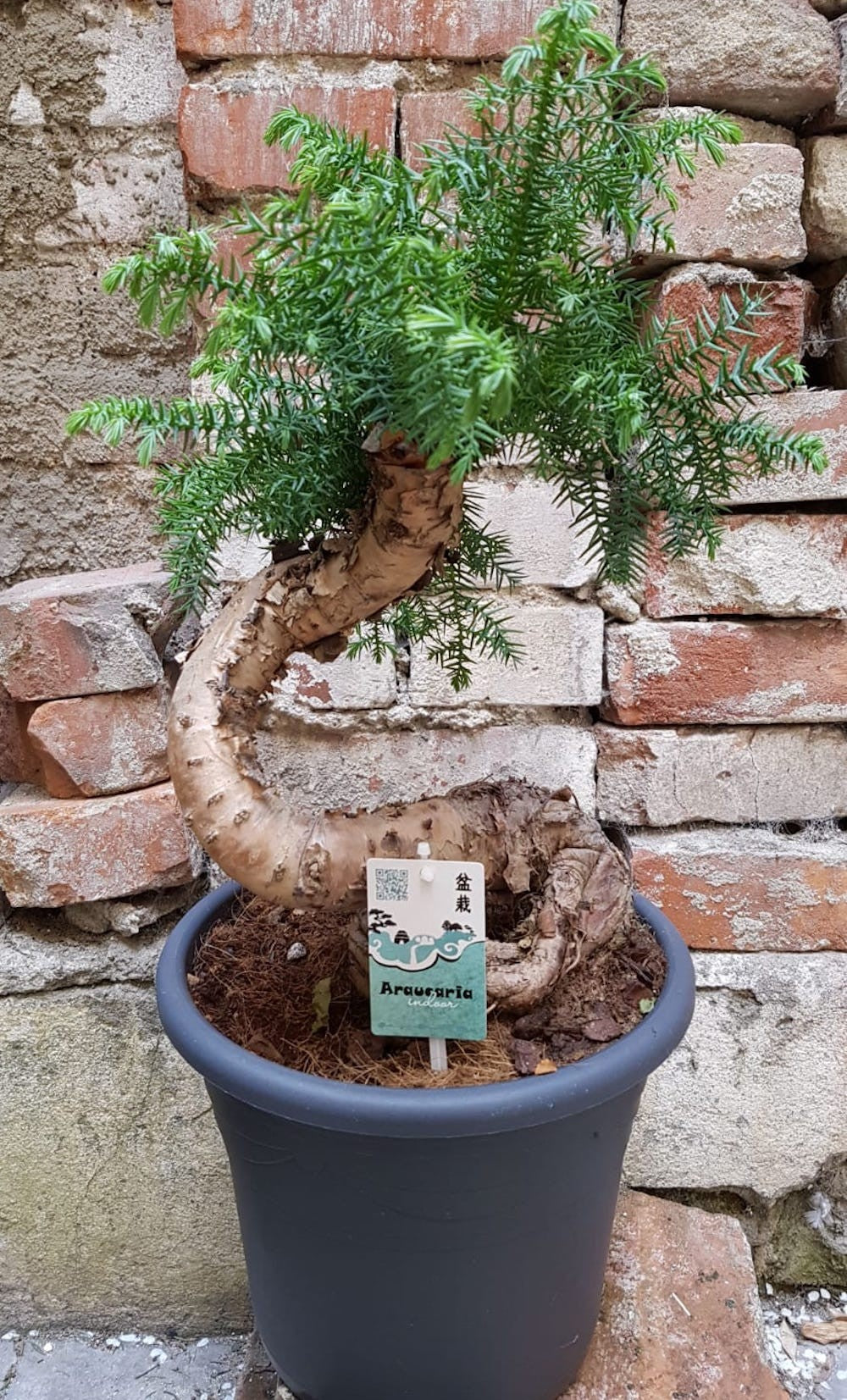 araucaria bonsai tree Bonsai Araucaria Cunninghamii H65cm – Secret Garden Plant Shop