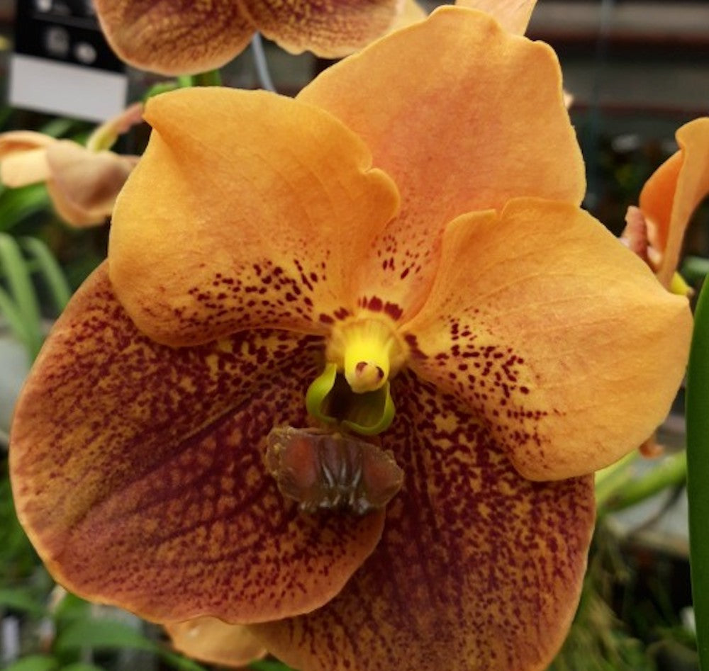 Vanda Divana Apricot Brandy Orchid – Secret Garden Plant Shop