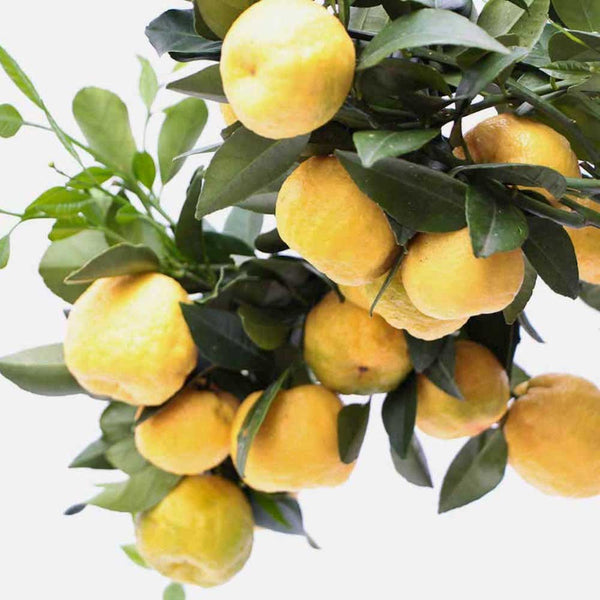 Sweet lime (Citrus limetta pursha) pe picior