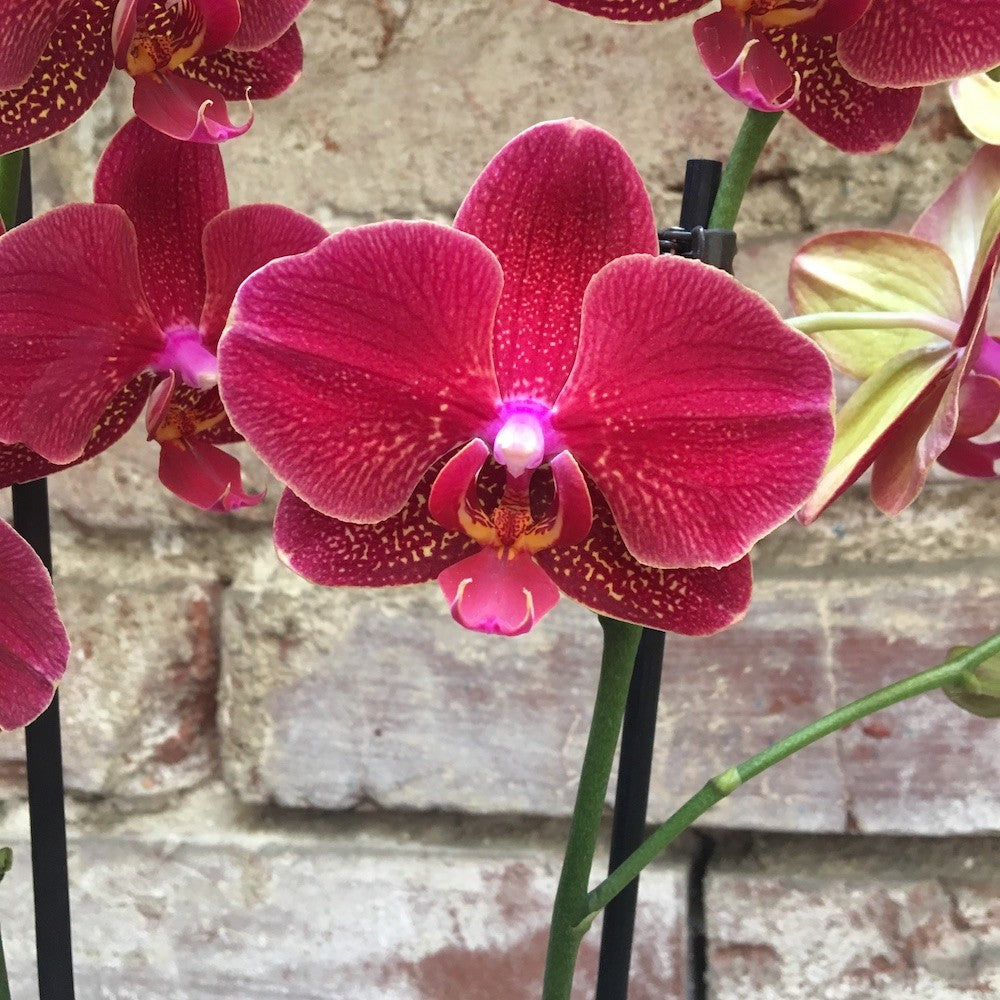 Orhidee Phalaenopsis Dtps Taida Salu (Ph. Salu Spot x Dtps Happy Beauty)