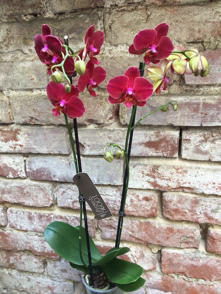 Orhidee Phalaenopsis Dtps Taida Salu (Ph. Salu Spot x Dtps Happy Beauty)