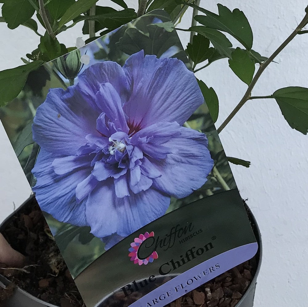 Hibiscus Blue Chiffon floarea batuta albastra deschis