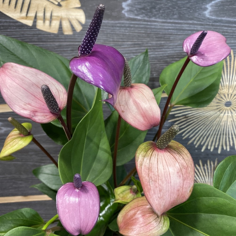 anthurium mov Purple Anthurium Fiorino – Secret Garden Plant Shop