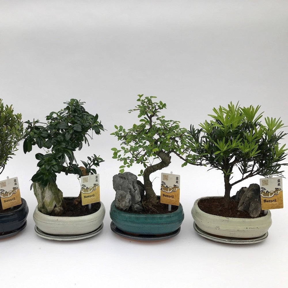 Bonsai with stone