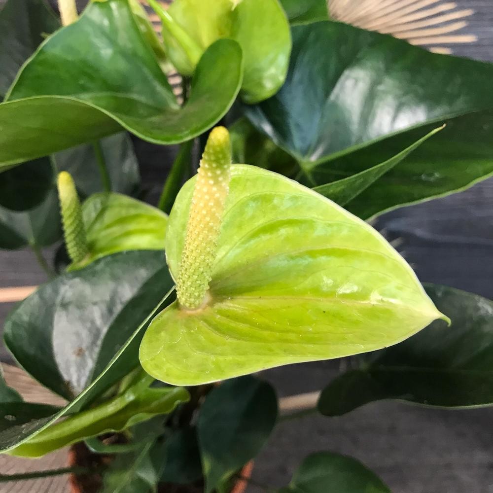 anthurium vert Anthurium vert Princesse Alexia Jade – Secret Garden Plant Shop