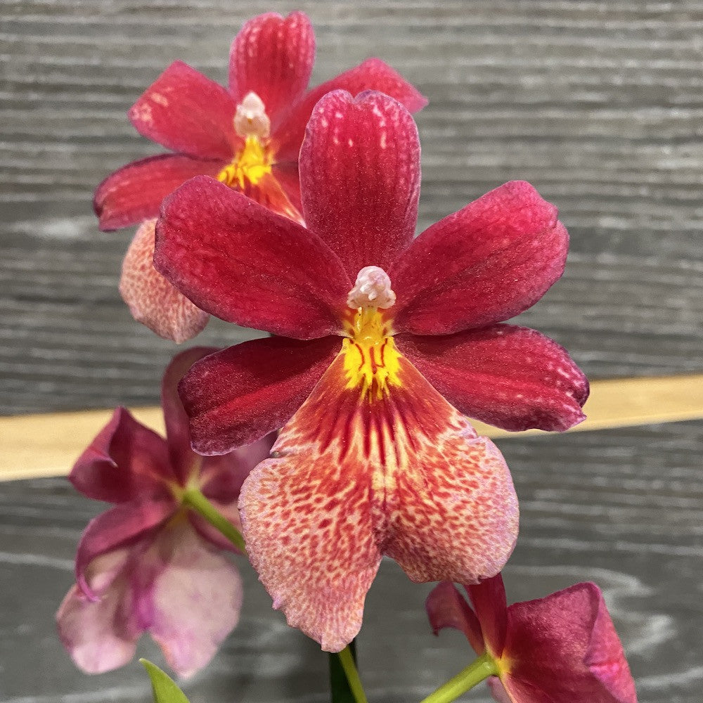 Orhidee rosie Burrageara (Oncidopsis) Nelly Isler - cea mai parfumata cambrie!