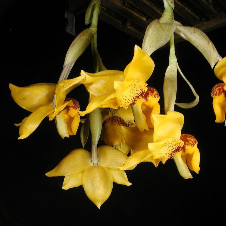 Orhidee Stanhopea Connata