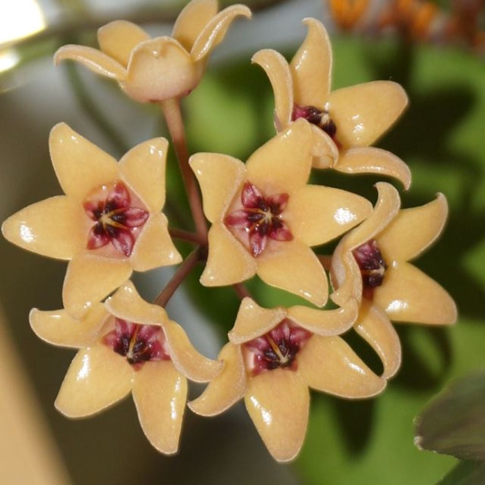 Hoya cutis porcelain * scented - developed specimens