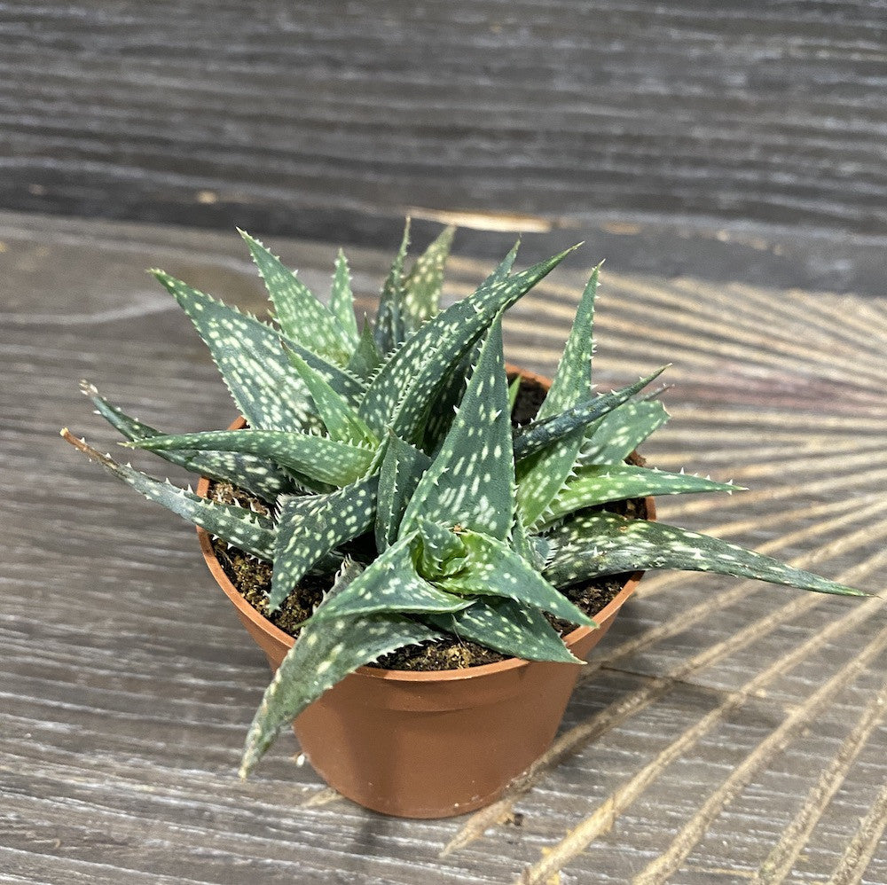 Aloe Descoingsii Floraria Secret Garden Sg 7983