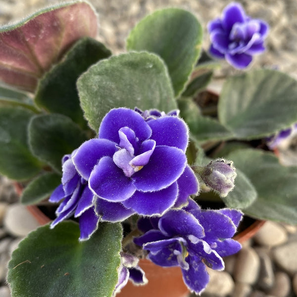 Saintpaulia Blue - violete batute albastru