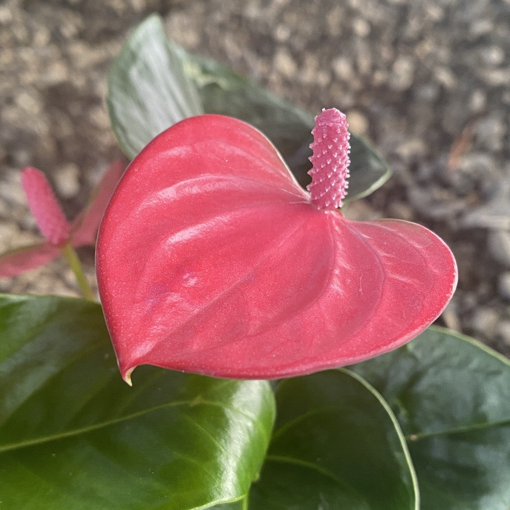 anthurium pink princess Anthurium Princess Alexia Pink Fever – Secret Garden Plant Shop
