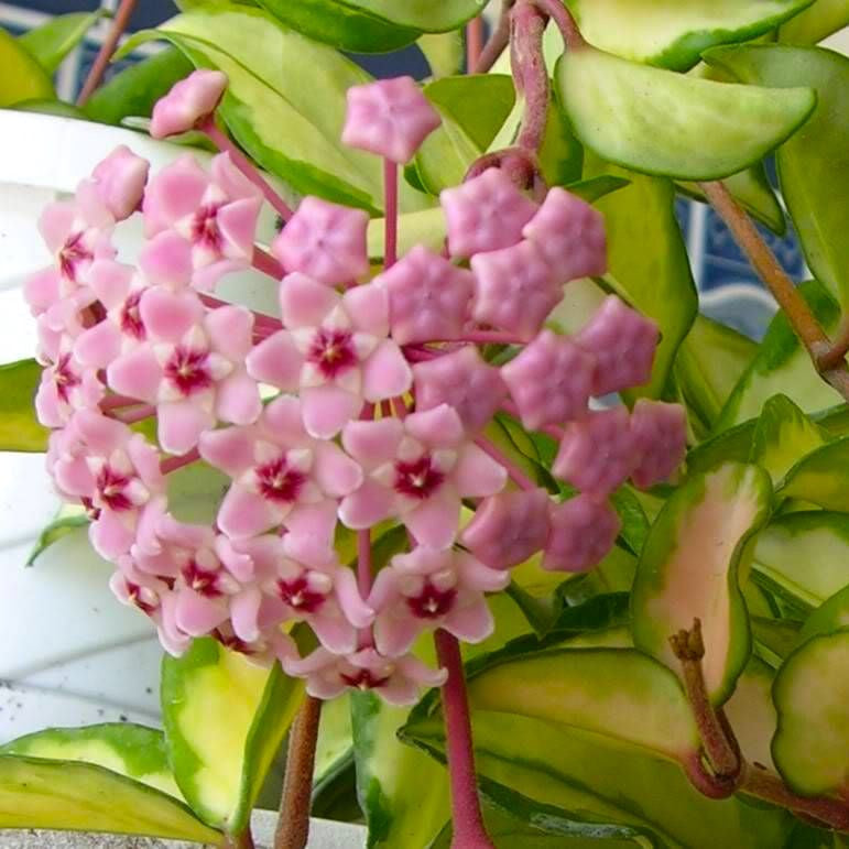 Hoya carnosa 'Tricolor' (Krimson Princess)