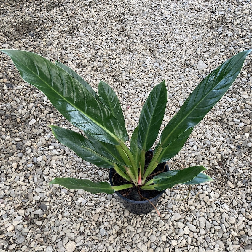 philodendron fatboy Philodendron Fatboy 'Yellow' XL – Secret Garden Plant Shop
