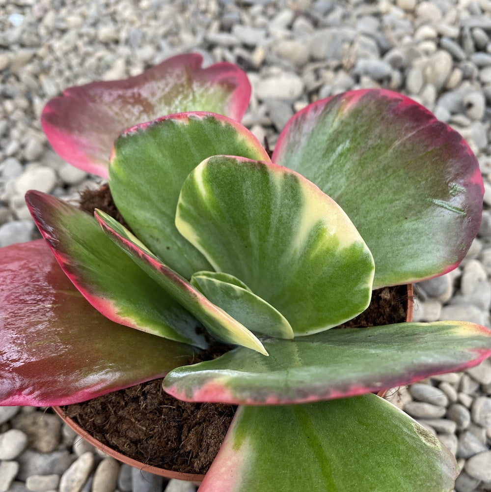 Kalanchoe thyrsiflora variegata – Secret Garden Plant Shop