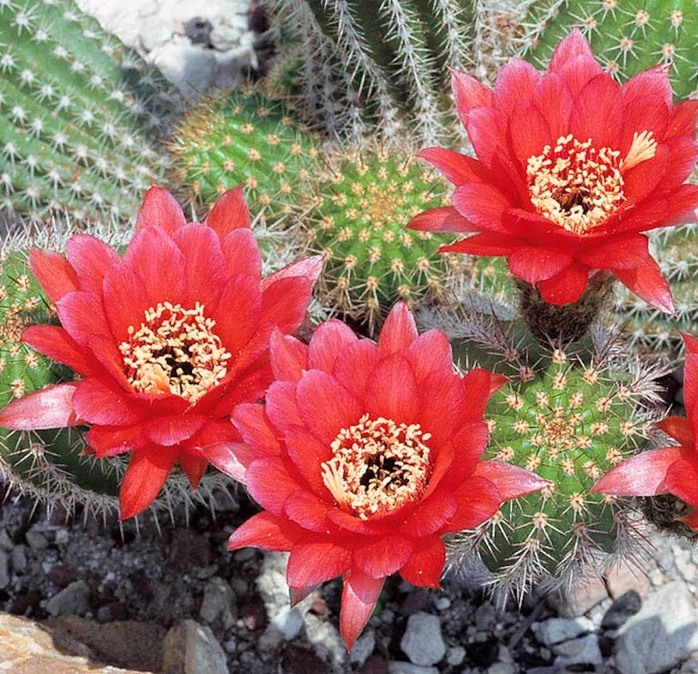 Trichocereus huascha – Secret Garden Plant Shop