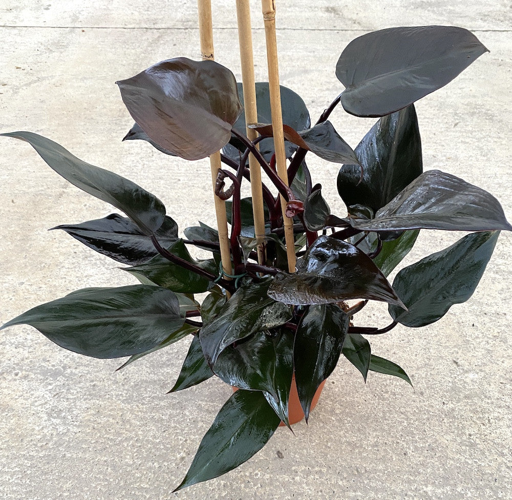 black royal queen philodendron Philodendron erubescens 'Royal Queen' – Secret Garden Plant Shop