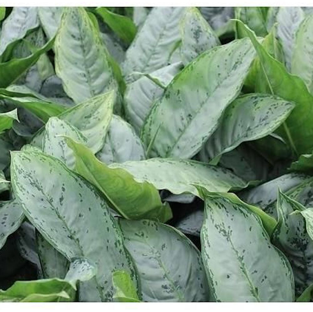 aglaonema freedman Aglaonema Freedman XL – Secret Garden Plant Shop