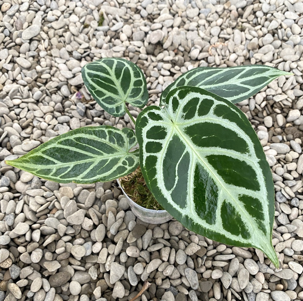 anthurium crystal hope Anthurium crystallinum 'Crystal Hope' – Secret Garden Plant Shop