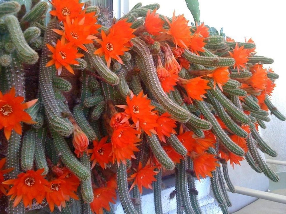 Aporocactus flagelliformis (Rattenschwanz-Kaktus) – Secret Garden Plant Shop