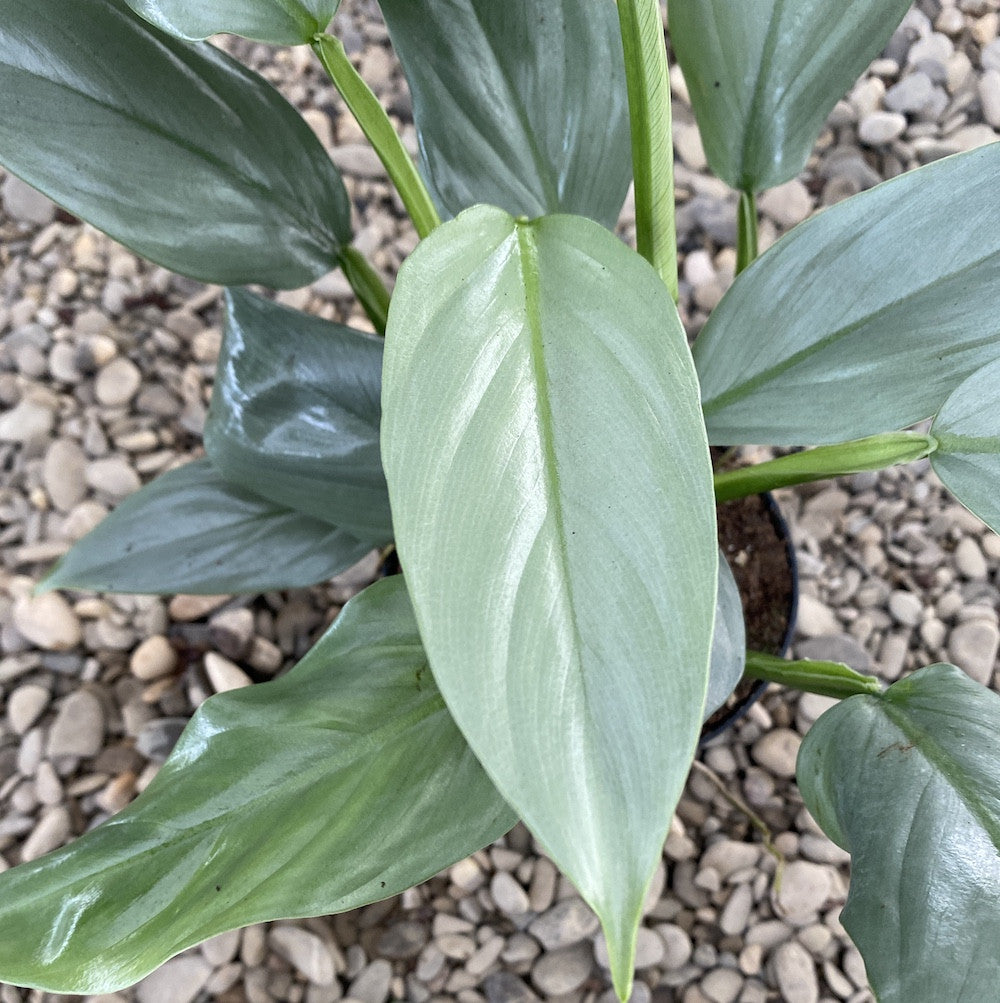 philodendron gris Philodendron Gris Argenté – Secret Garden Plant Shop