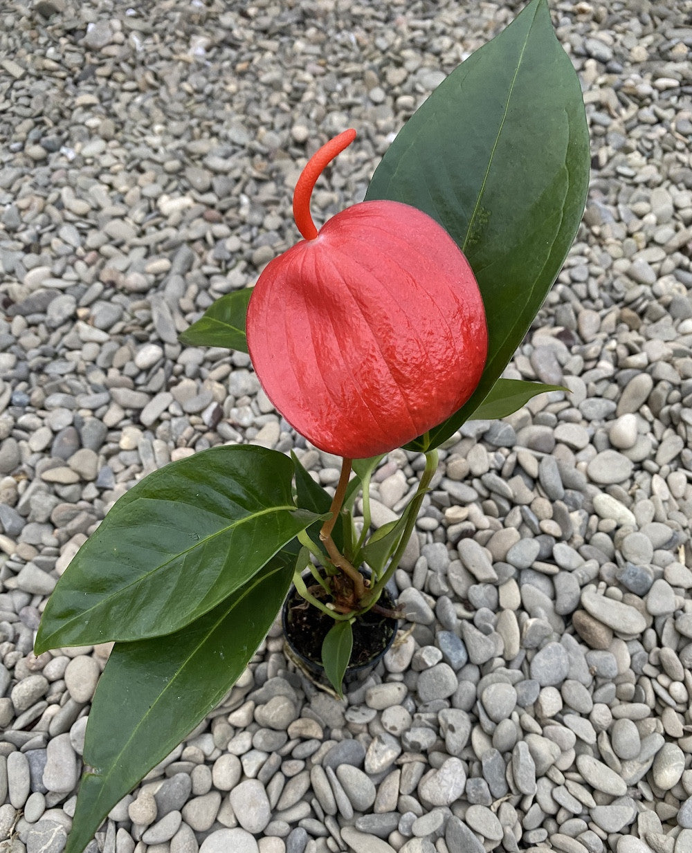 anthurium scherzerianum lindsey Anthurium Scherzerianum Lindsey – Secret Garden Plant Shop