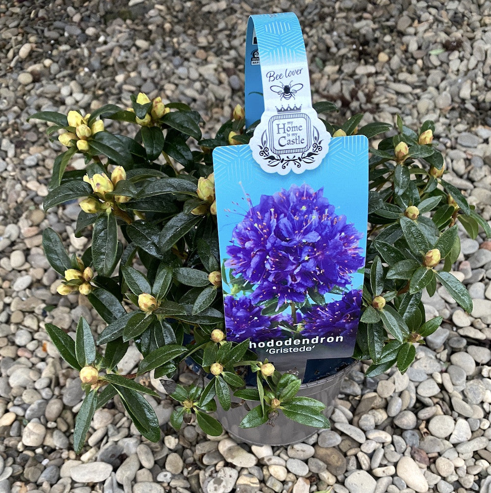 Rhododendron ferrugineum 'Gristede'