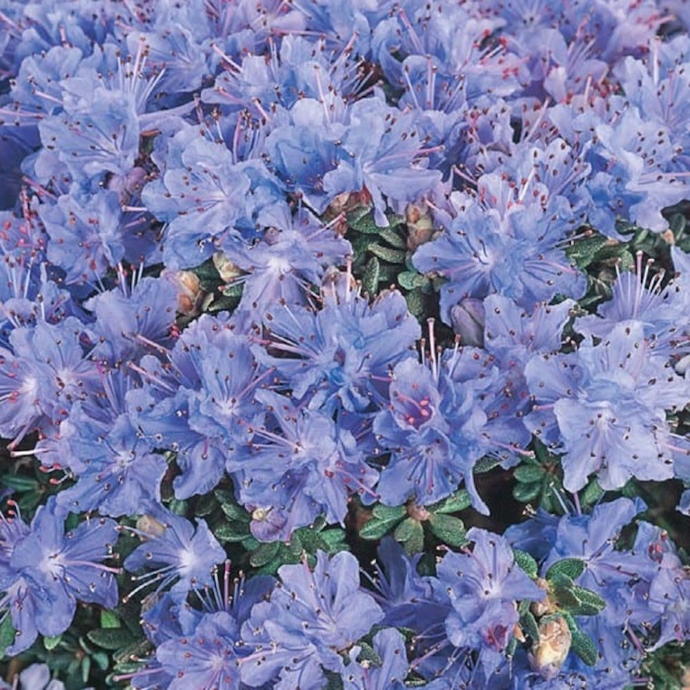 rhododendron lila Rhododendron impeditum 'Arctic Blue'