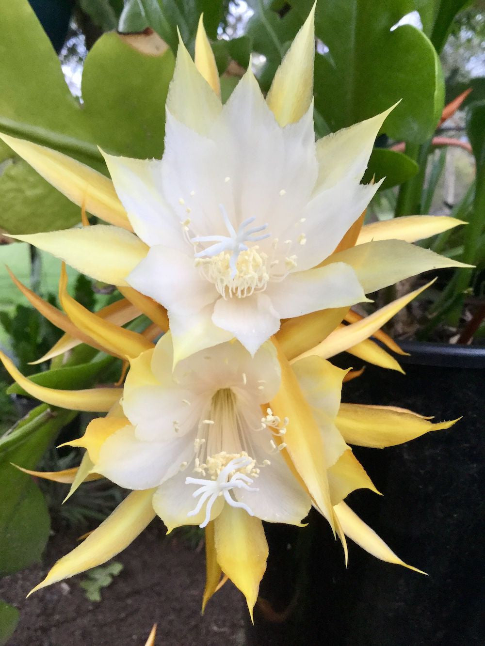 Epiphyllum anguliger - Zig Zag kaktus D5 5pp  Secret Garden Plant Shop