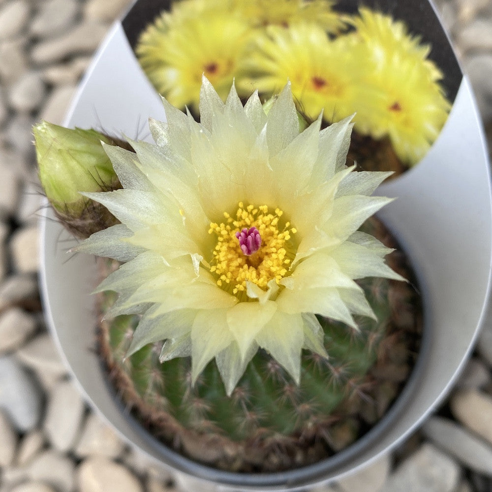 kaktus gelbe blüte Kaktus Notocactus Schlosseri (Parodia erubescens) *große gelbe Blüten –  Secret Garden Plant Shop