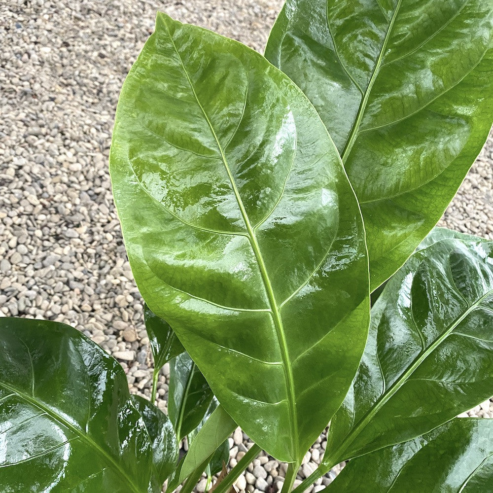 anthurium ellipticum jungle king Anthurium ellipticum Jungle King – Secret Garden Plant Shop