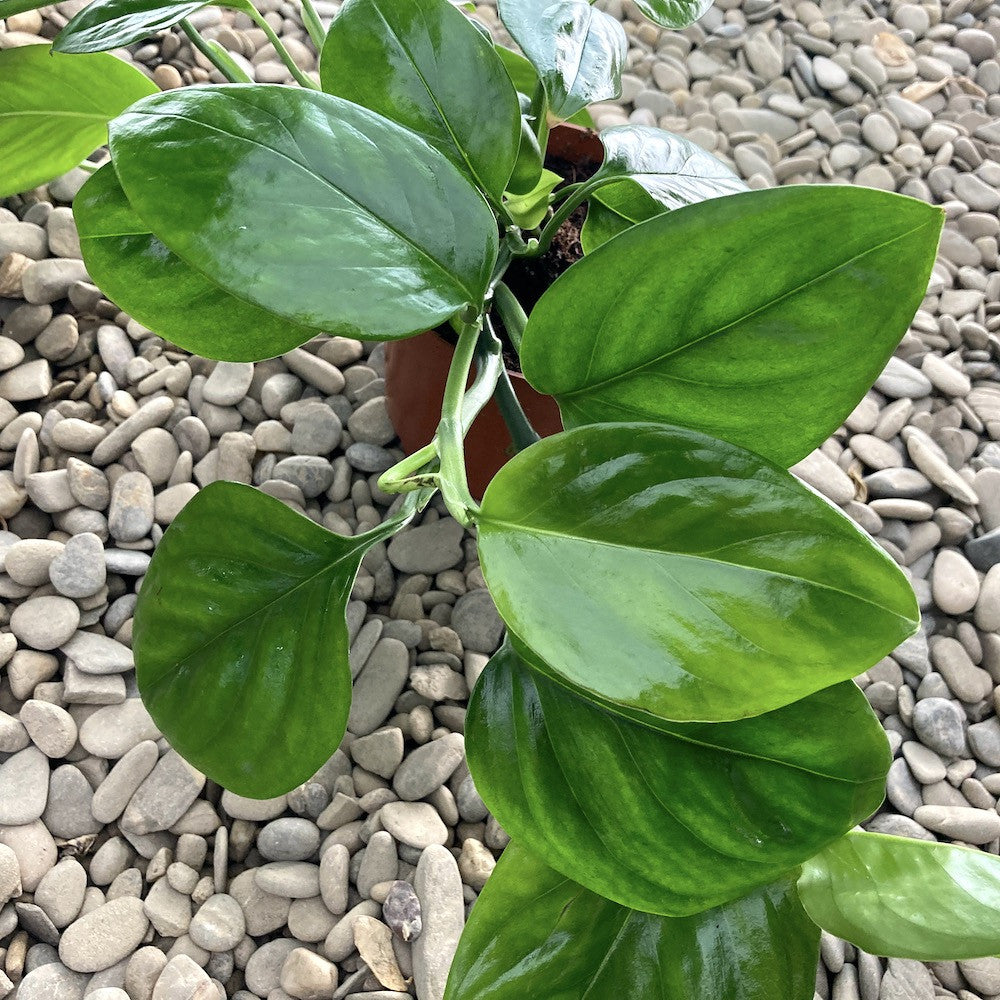monstera adansonii var laniata Monstera Adansonii var. Laniata (2-3 cuttngs/pot) – Secret Garden Plant Shop
