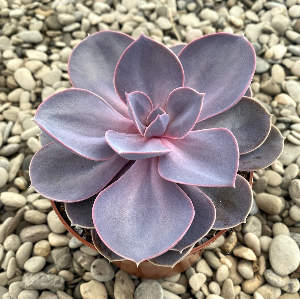 echeveria purple pearl succulent Echeveria 'Purple Pearl' – Secret Garden Plant Shop