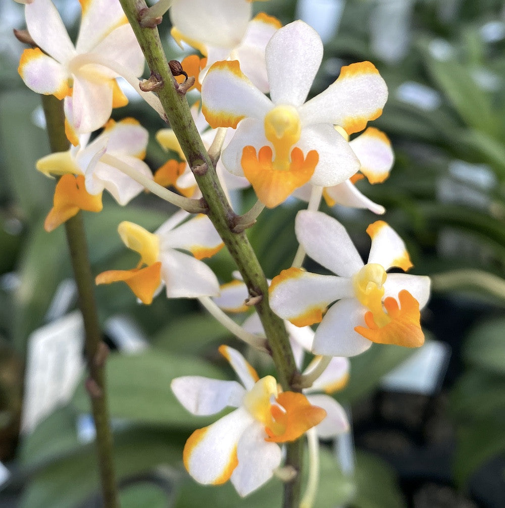 Orhidee Vdnps. Pulcherrimin (Ascocentrum miniatum × Phal. pulcherrima )