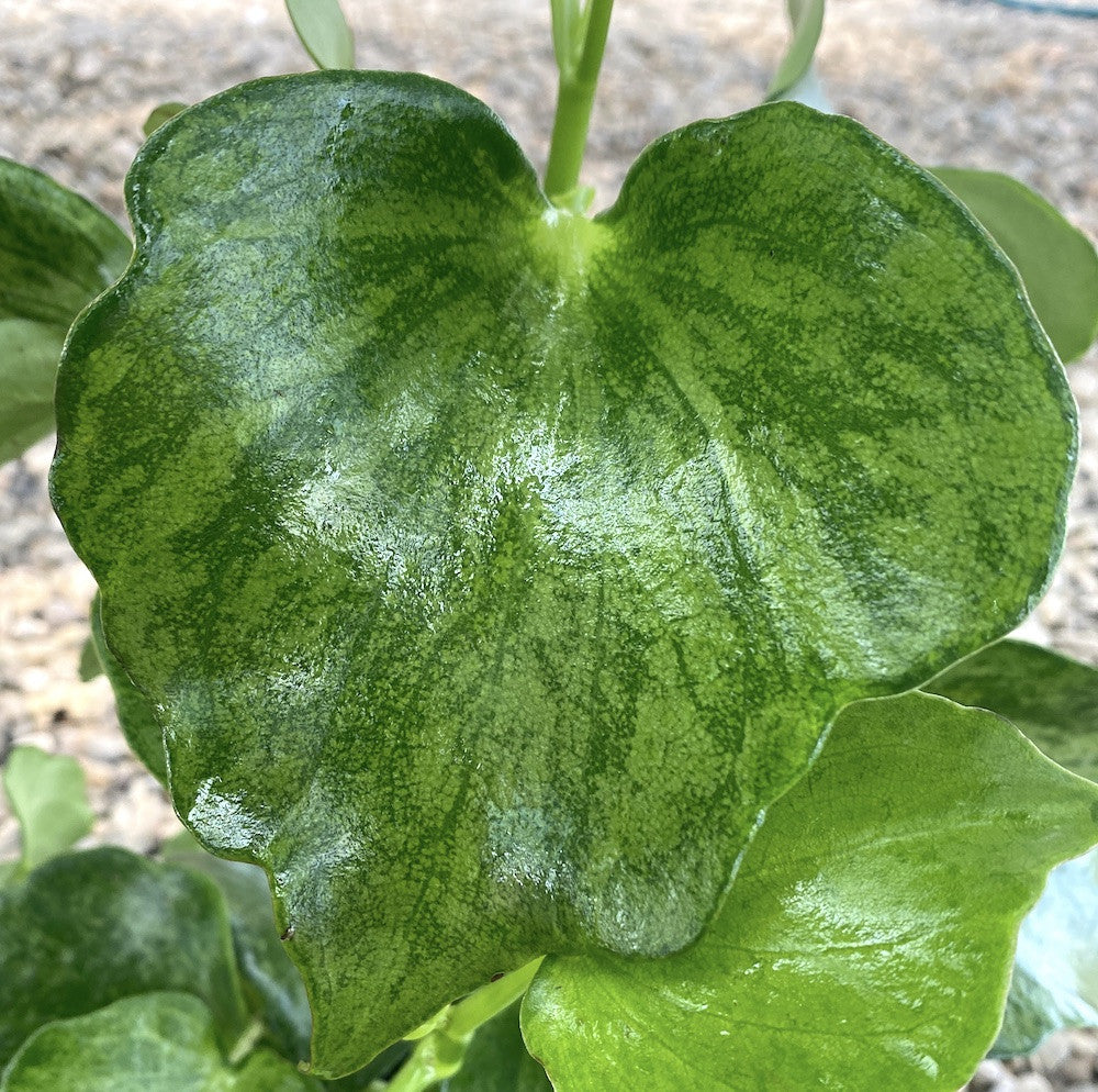 Peperomia polybotrya variegata (Raindrop Peperomia)