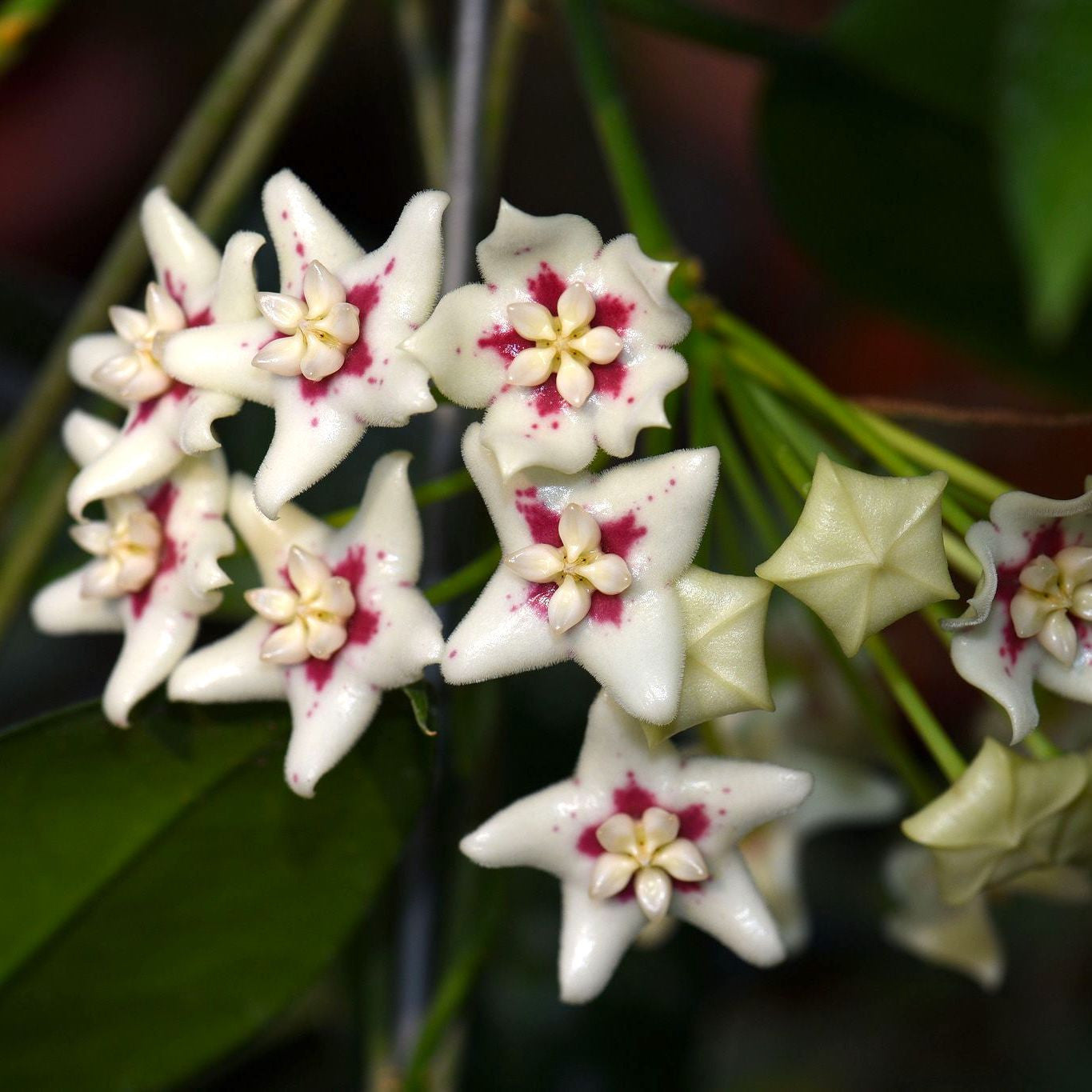 Hoya sp. UT-029 – Secret Garden Plant Shop