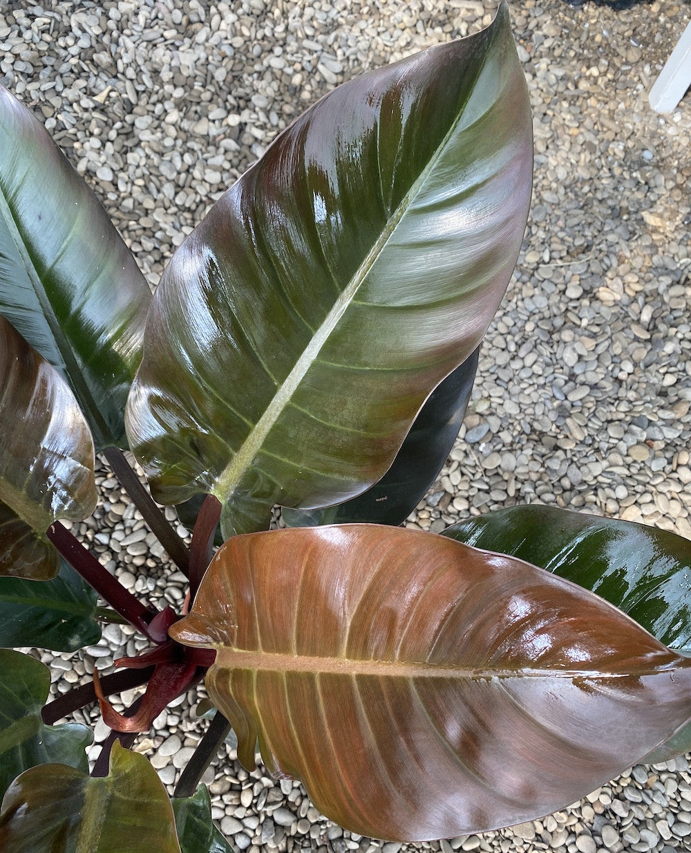 philodendron rouge Philodendron Impérial Rouge XL H70 cm – Secret Garden Plant Shop
