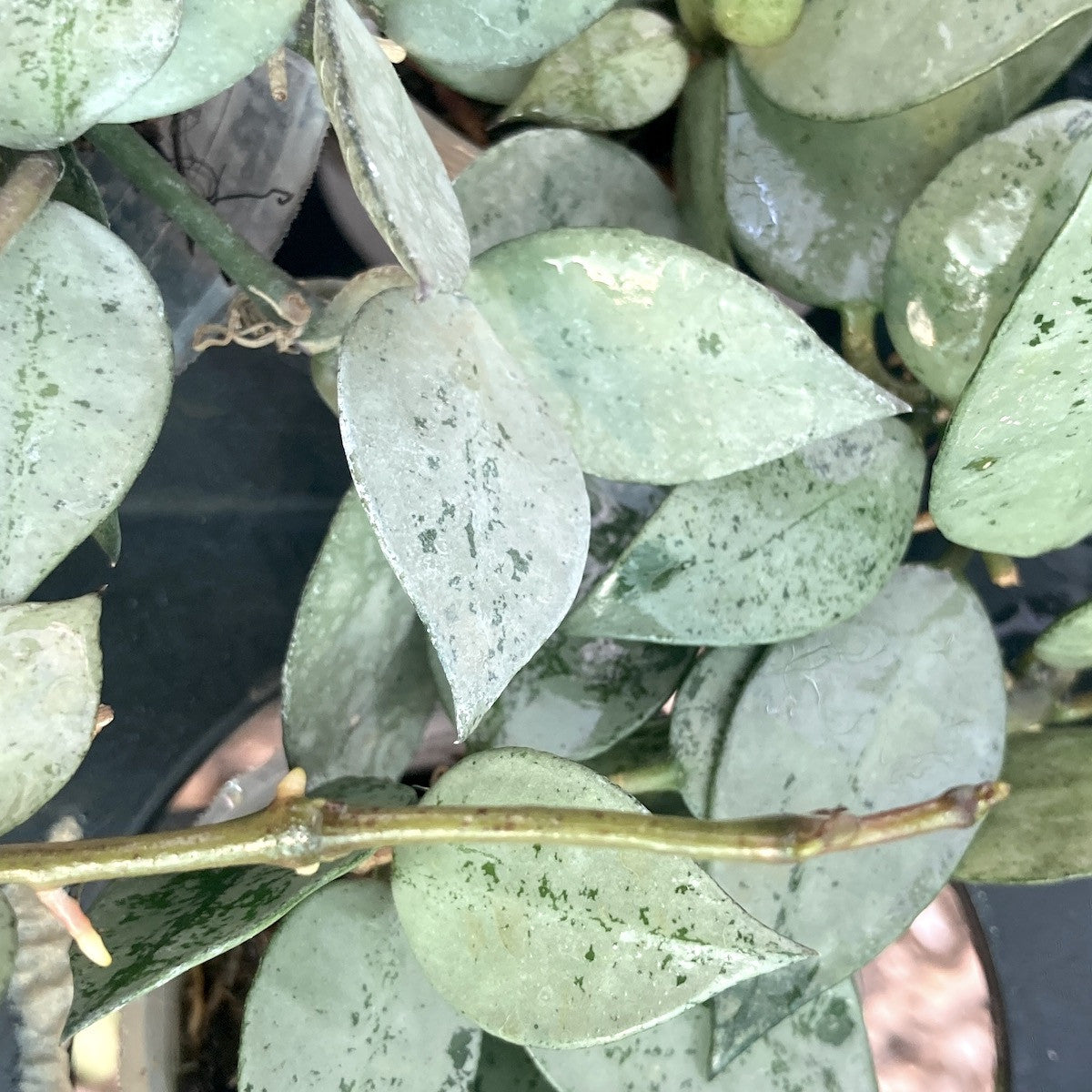 Hoya lacunosa 'Silver leaves' (Taiwan) – Secret Garden Plant Shop
