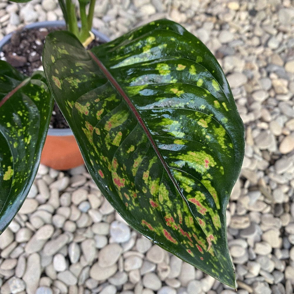 aglaonema heng heng Aglaonema Heng Heng – Secret Garden Plant Shop