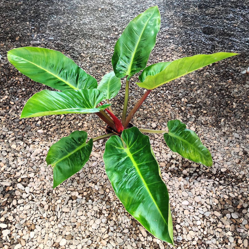 philodendron melinonii ghost Philodendron melinonii 'Ghost' XL H80 cm – Secret Garden Plant Shop