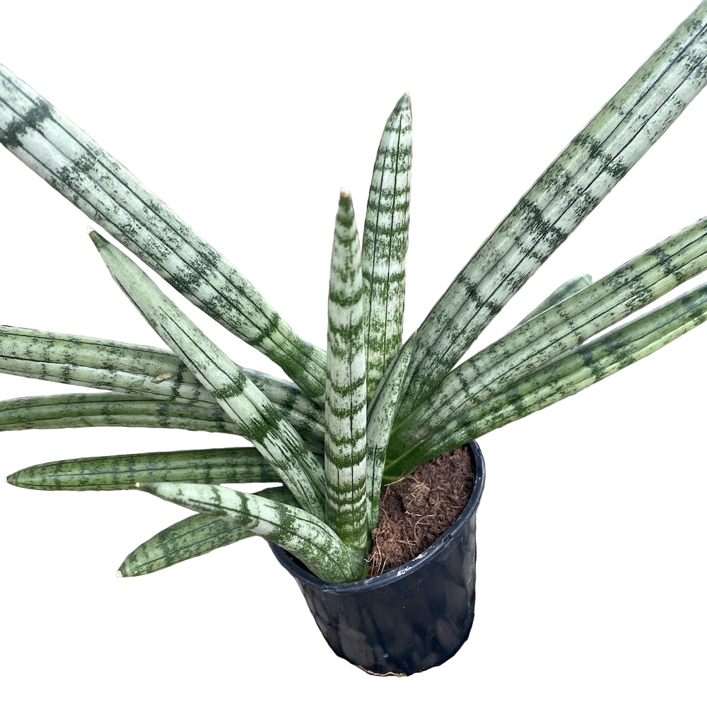 sansevieria tiara Σανσεβιέρια κυλινδρική Tiara Platinum – Secret Garden Plant Shop