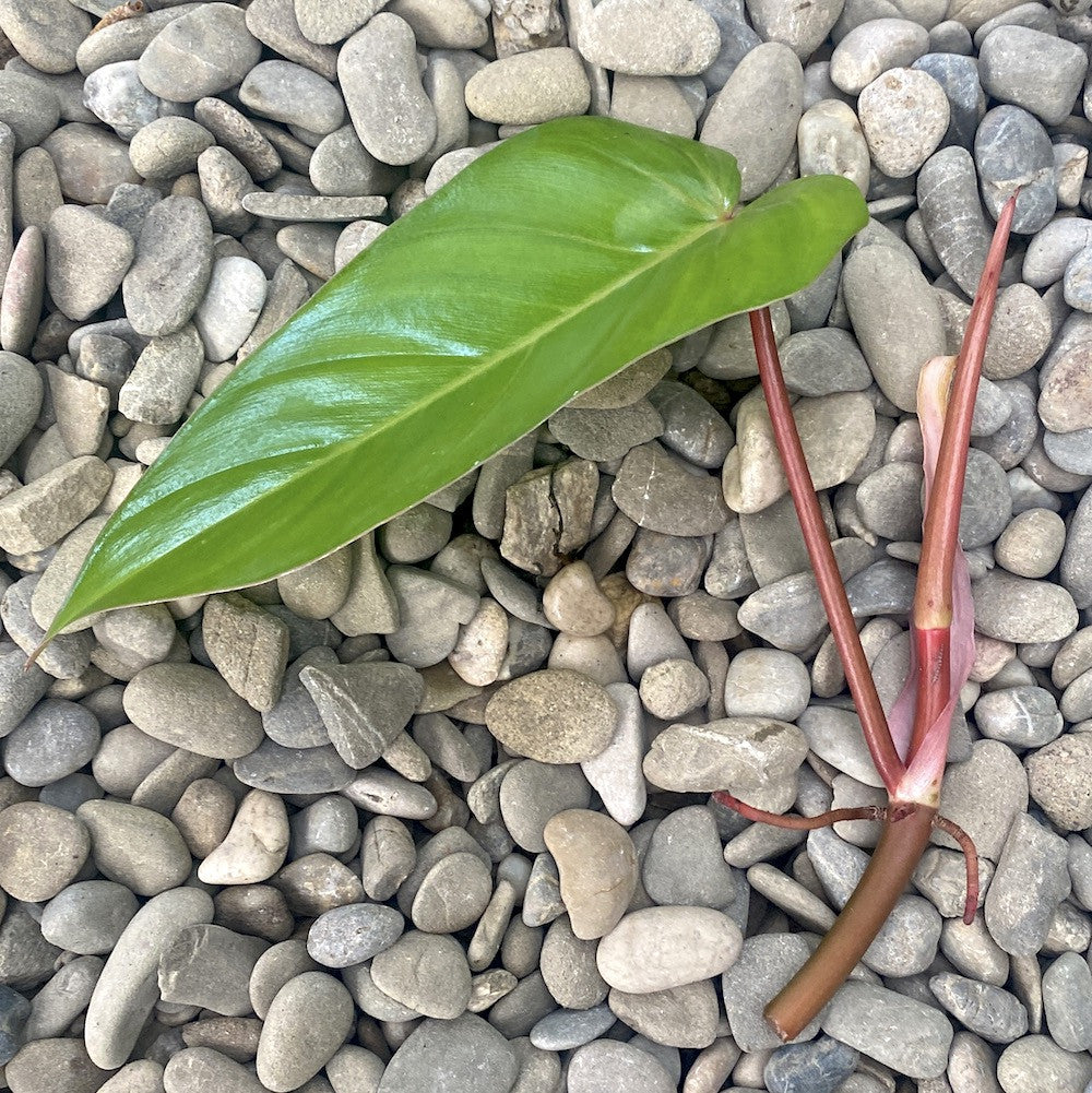 philodendron stekken Stekken Philodendron Red Emerald (niet geworteld) – Secret Garden Plant Shop