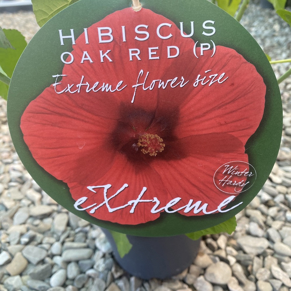 Hibiscus moscheutos Oak Red
