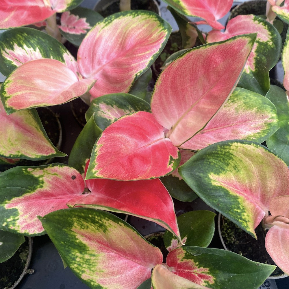 aglaonema cvijet Aglaonema China Red *beba biljka – Secret Garden Plant Shop