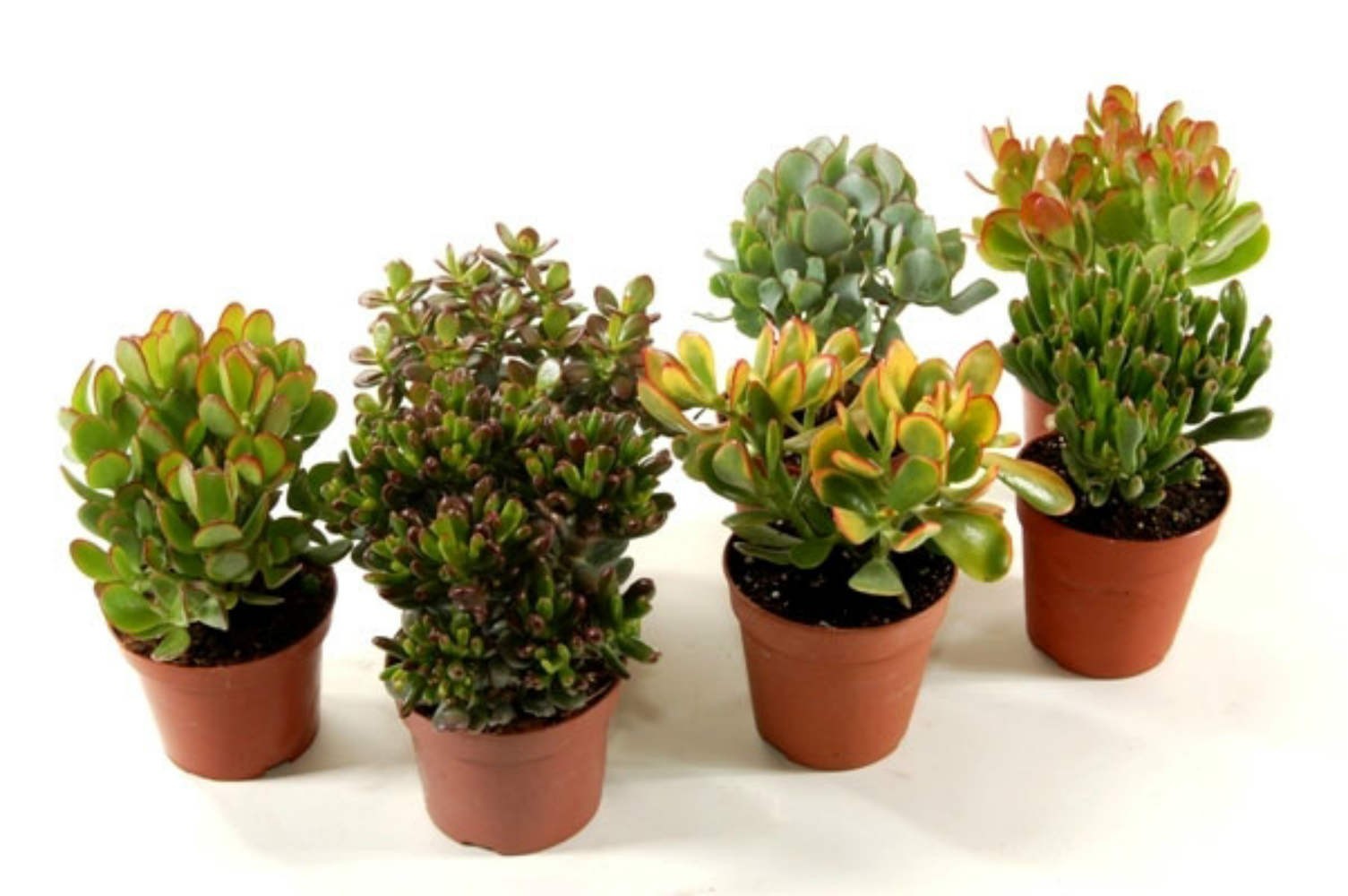 planta de jad Crassula ovata mix