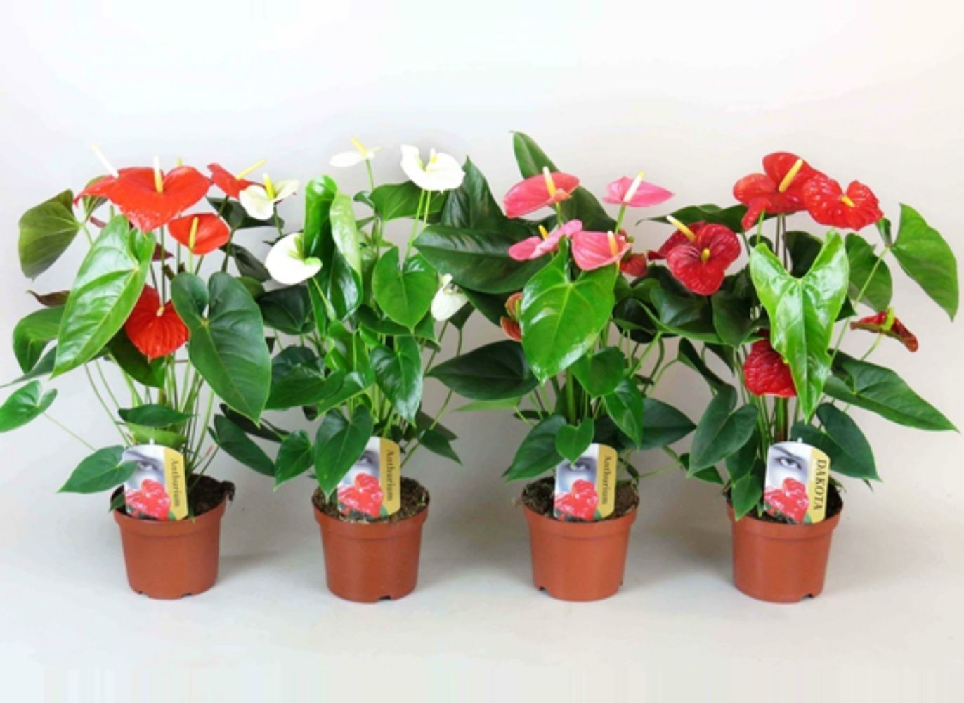 anthurium dakota fleur Anthurium en pot mix sans fleurs – Secret Garden Plant Shop