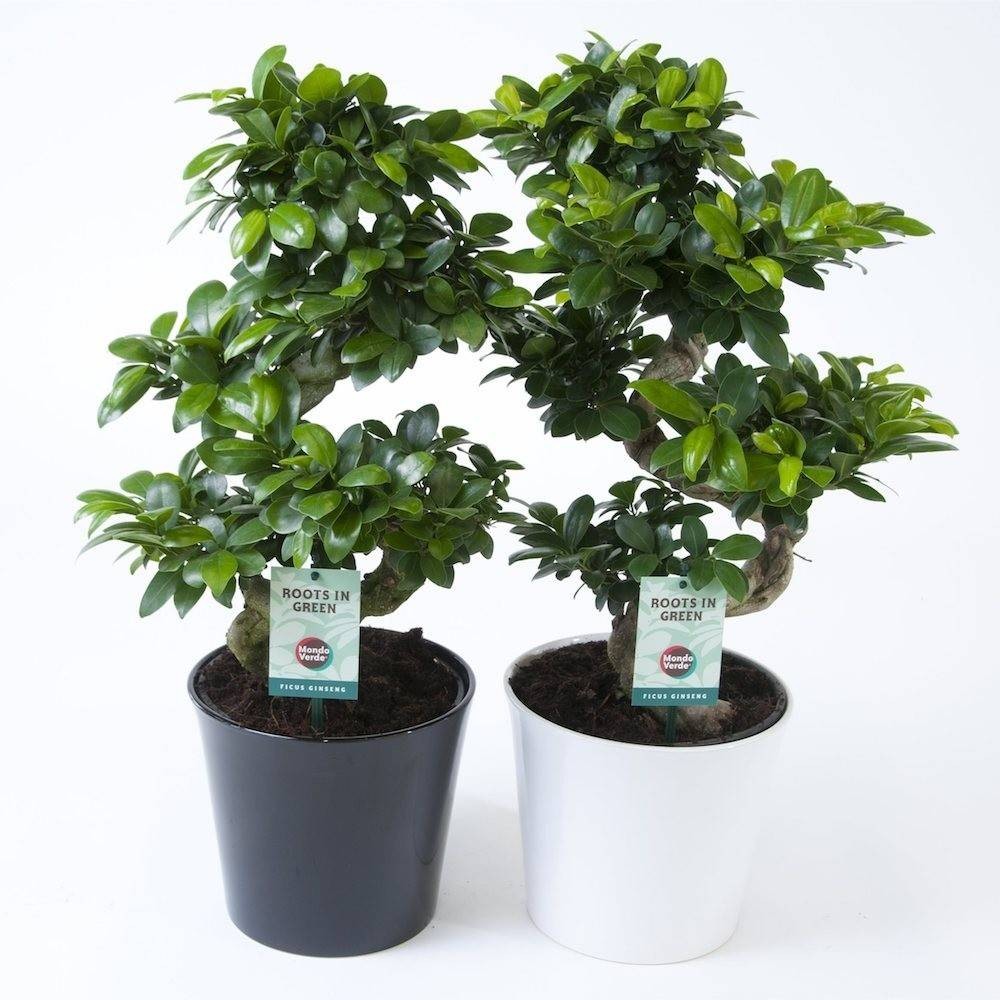 Comanda online bonsai Ginseng in forma S, vas decorativ - pret imbatabil!
