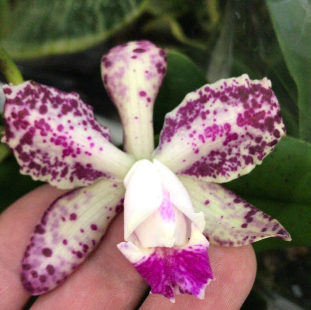 Comanda online Orhidee Cattleya pistruiata la pret imbatabil cu livrare rapida!