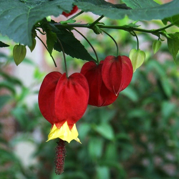 Abutilon megapotamicum 'Big Bell' (Maple flower)